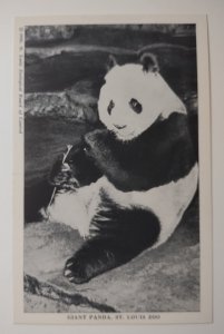 Giant Panda Postcard Pao Pei Precious Jewel St louis Zoo Eating Bamboo Shoot