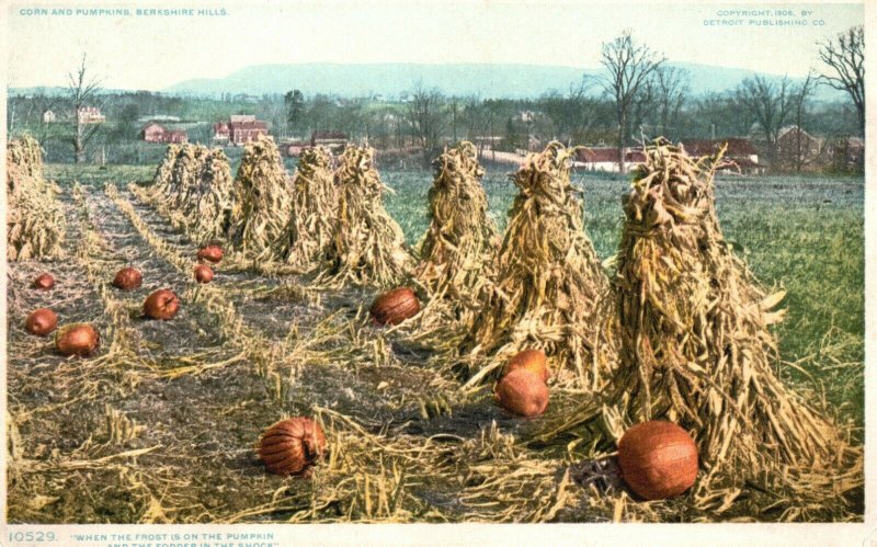 Vintage Postcard 1920's Corn and Pumpkins Patch Berkshire Hills