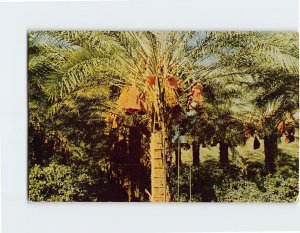 Postcard Worker Harvesting Dates, California