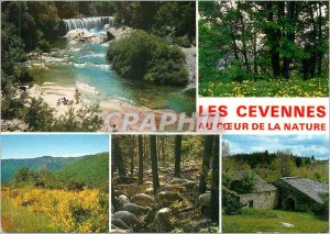 Postcard Modern Cevennes At the heart of Nature Rivieres Drills Flowers Sheep