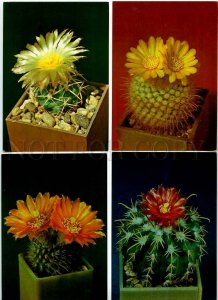 254031 Cacti Cactus photo Trubitcin SET of 24 Old postcards