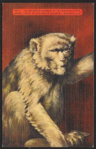 Monkey Member of Ringling Bros Animal Family Sarasota Florida Unused c1930s