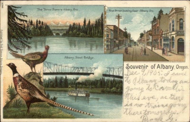 Albany OR Multi-View First St. Pheasants c1905 Postcard 