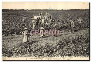 Old Postcard Scenes Wine Harvest pickers Group toP