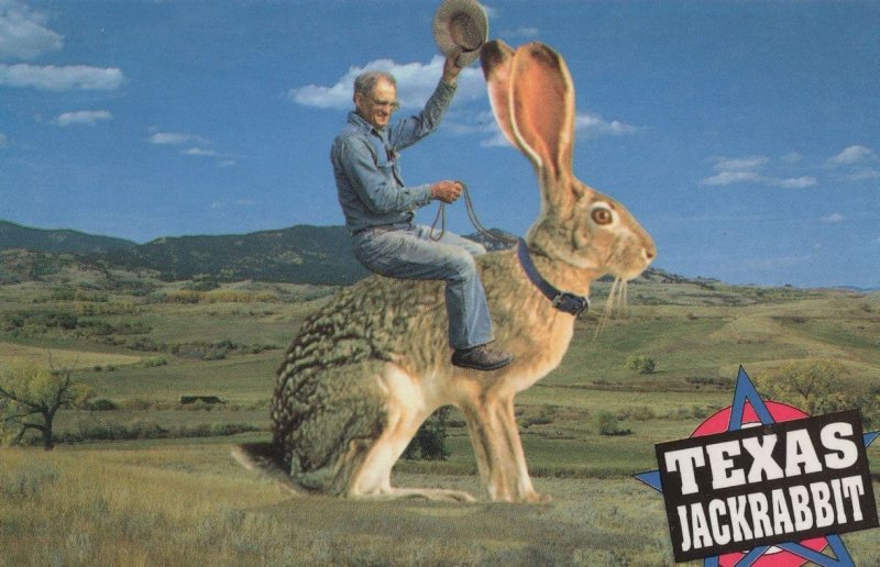 Texas Jackrabbit Rabbit Rodeo Riding 1970s Postcard