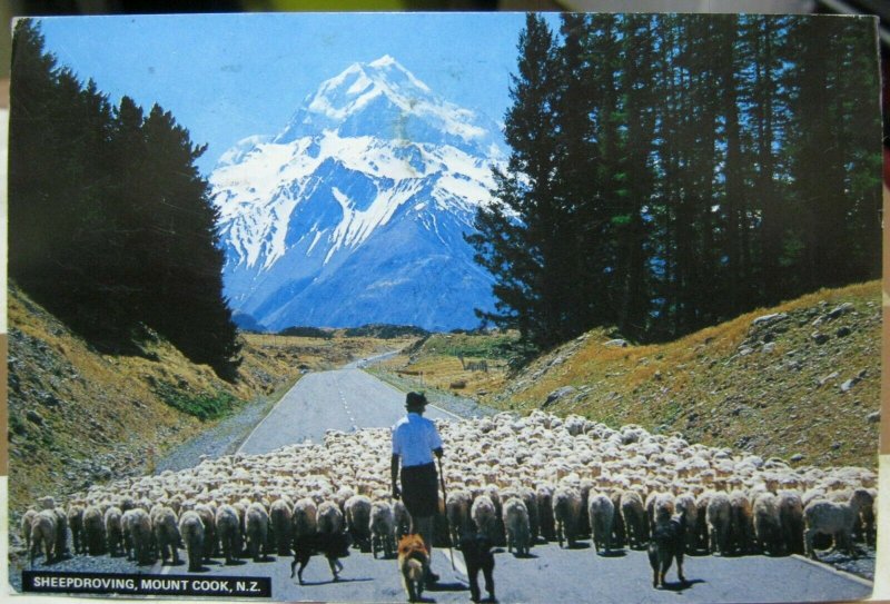 New Zealand Sheepdroving Mount Cook - posted