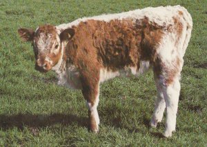 Longhorn Calf Cow At Stoughton Grange Oadby Farm Leicester Postcard