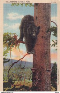 YELLOWSTONE, Wyoming, 1930-1940s; Yellowstone National Park, A Black Bear In ...