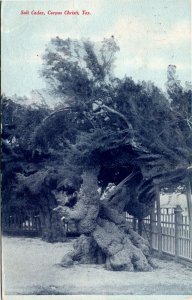 Postcard TX Corpus Christi Salt Cedar 1908 S60