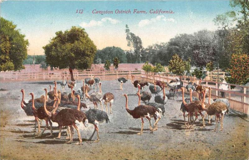 9526 Cawston Ostrich farm, California
