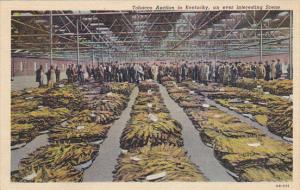 Tobacco Auction In Kentucky Curteich