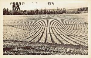 PINEAPPLE FIELDS NEAR HONOLULU HAWAII~1940s REAL PHOTO POSTCARD