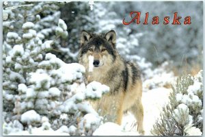 M-14331 Gray Wolf Alaska