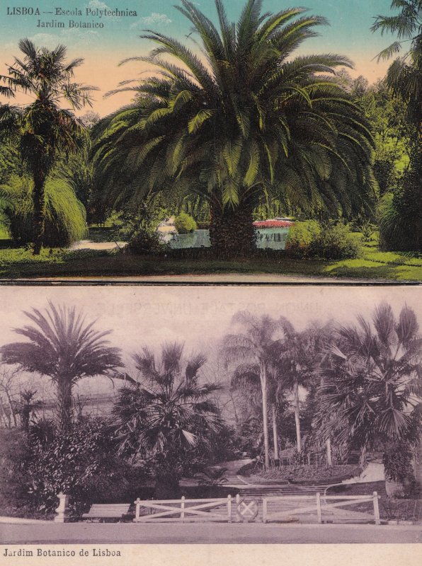 Lisboa Botanical Gardens Jardim Botanico Portugal 2x Postcard