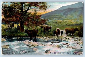 Perthshire Scotland Postcard Highland Cattle Aberfoyle 1910 Photochrome Tuck Art