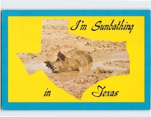 Postcard Cute Pig in Mud I'm Sunbathing in Texas USA