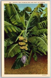 Vtg Florida FL Banana Tree Showing Bud & Fruit 1930s Old Linen View Postcard