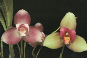 Lycaste Auburn Seaford Ditchling Flower Orchid Jersey Postcard