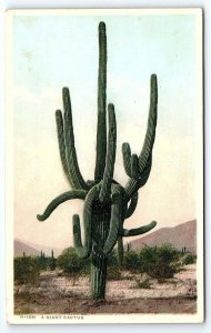 1920s FRED ARVEY ARIZONA GIANT SAGUARO CACTUS PHOSTINT UNPOSTED POSTCARD P2530