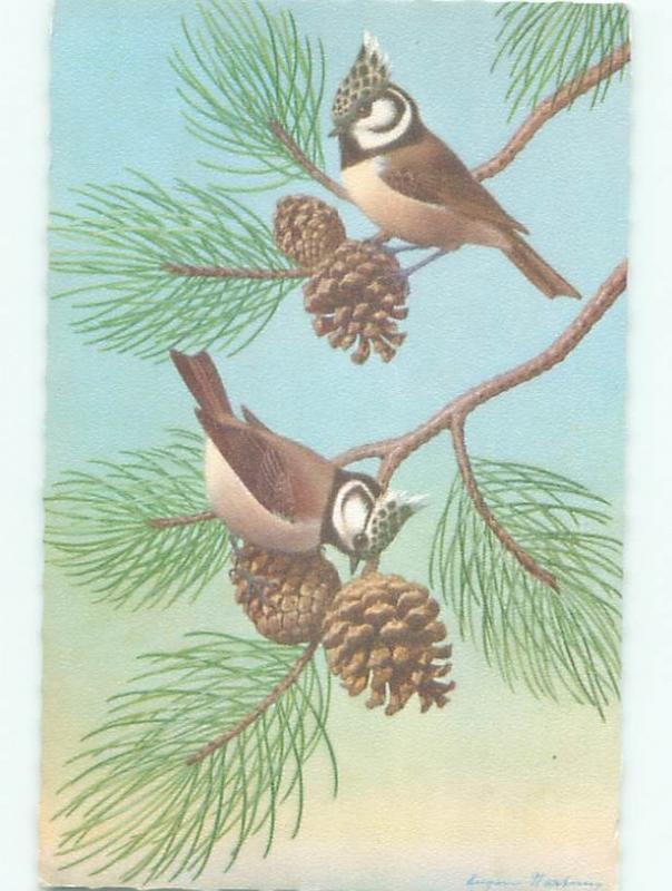 Pre-1980 Alfred Mainzer Postcard BEAUTIFUL BIRDS WITH PINECONES AC7089