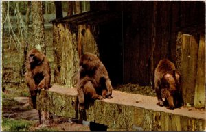 Baboons At Great Adventure Jackson New Jersey