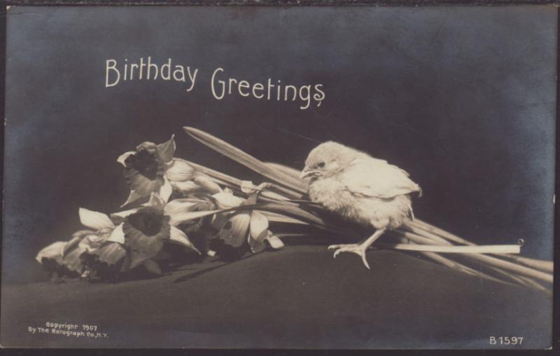 Birthday Greetings,Bird,Roses Postcard