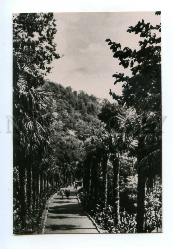 498375 USSR 1959  Nikitsky Botanical Garden palm alley ed. 15000 miniature