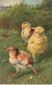 Chicks Running - 1910