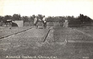 Vintage Postcard 1910's View of Almond Orchard Chico California CA