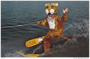 Timmy the Tiger is a favorite part of the water ski show at Florida's Cypre...