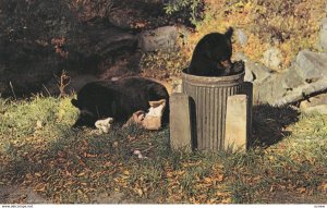 Black Bear , Great Smokey Mountains National Park , 1950-60s ; Chow Time