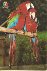 Two Parrots Birds Modern Spanish  photo postcard