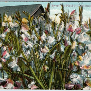 c1910s California Sweet Peas Field Colorful Flowers Bloom Farm Food CA Cali A198