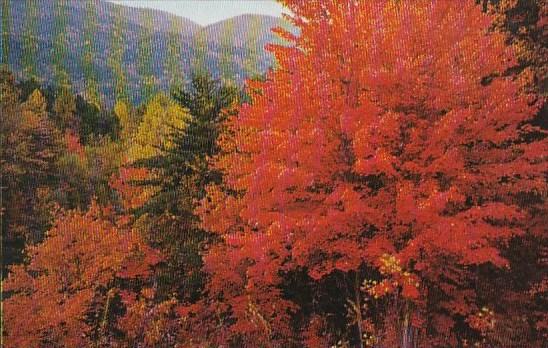 Fall Color Scene in the Great Smorky Mountain National Park Tennessee