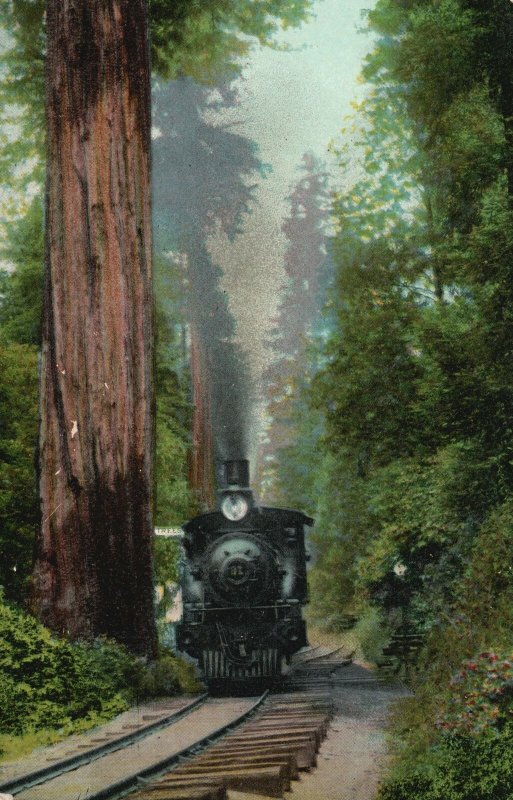 Vintage Postcard Big Tree Station Santa Cruz Coastline Los Angeles-San Francisco