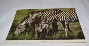 Zebras Indianapolis Zoo Indiana Postcard Dynamic Impressions Inc. 801
