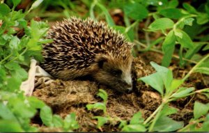 Young Hedgehog