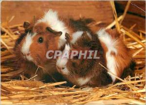 CPM Guinea Pig 