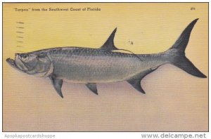 Tarpon From The Southwest Coast Of Florida 1949