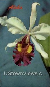 Cattleya Orchid - Hawaii , Hawaii HI
