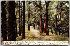 Evansville Indiana, 1906 Coal Mine Hill, Woods Forest, Trees, Vintage Postcard
