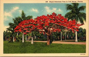 Royal Poinciana Tree Full Bloom Florida FL Linen Postcard VTG Curteich UNP 