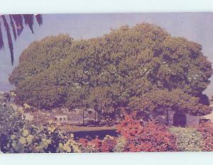 Pre-1980 FIGTREE Santa Barbara California CA AD2805