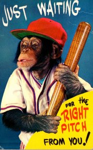 Monkey Dressed In Baseball Uniform Just Waiting For The Right Pitch From You ...