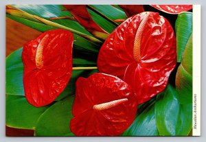 Anthurium Exotic Flower In Hawaii Vintage Unposted Postcard