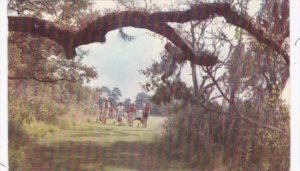 Golf Lake Venice Golf Club Venice Florida 1960