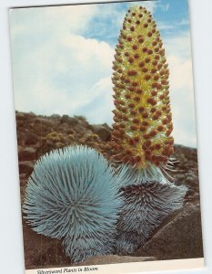 Postcard Silversword Plants in Bloom, Haleakala, Hawaii