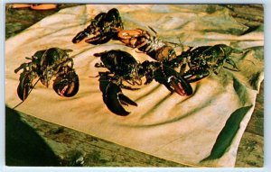 Live MAINE Lobsters Postcard