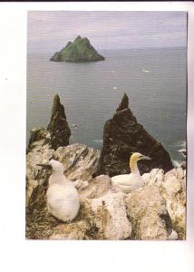 Gannets and The Skillig Rocks, Co. Kerry, Ireland, Real Ireland Limited