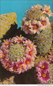 Fishhook Cactus Blossom